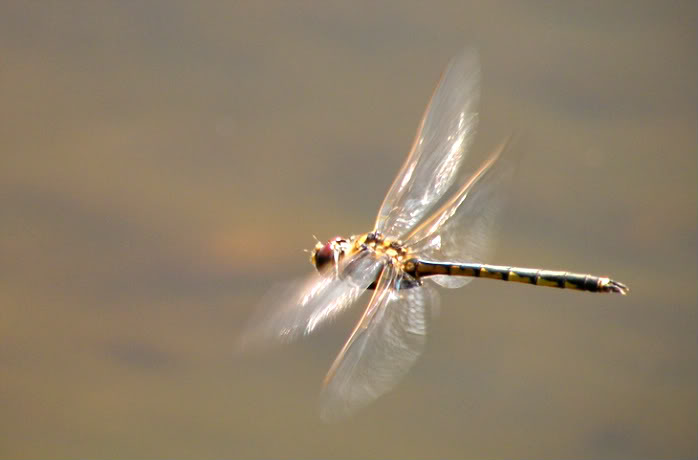  Dragonfly 